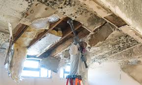 Best Black Mold Removal  in Frankfort Square, IL